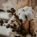 Indian Cotton: The Fabric of Global Trade – HANBharat EXIM’s Perspective