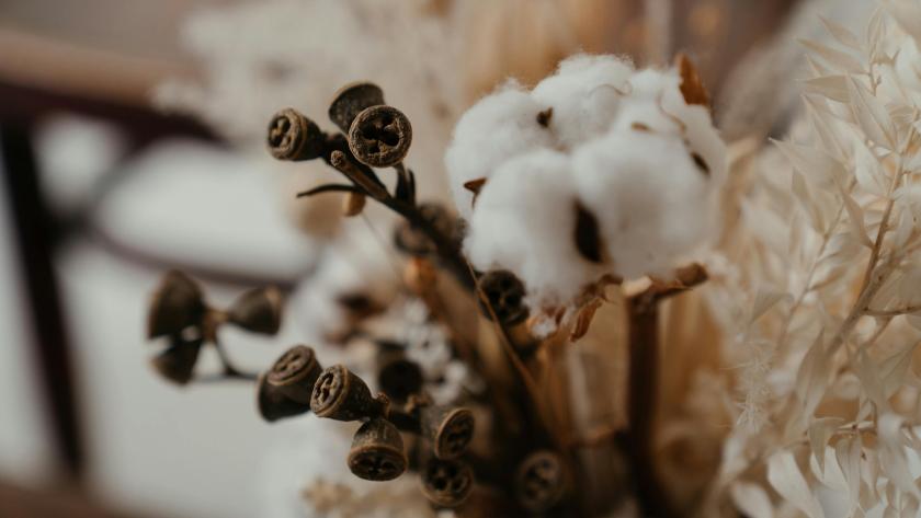 indian-cotton