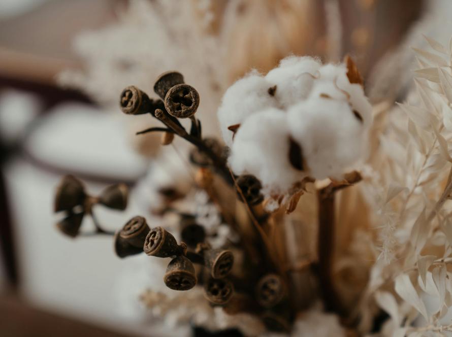 indian-cotton
